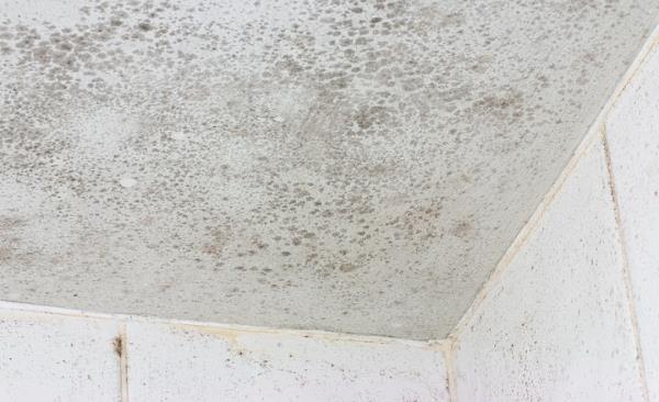 Mold Remediation by Southeastern Solutions SES, Inc