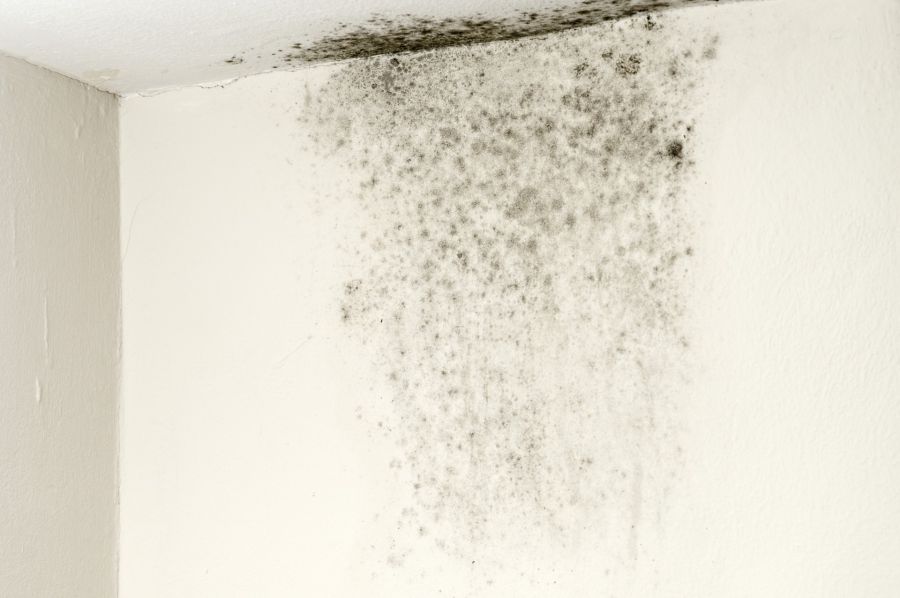 Mold Remediation by Southeastern Solutions SES, Inc